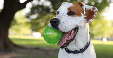a dog with a ball in mouth