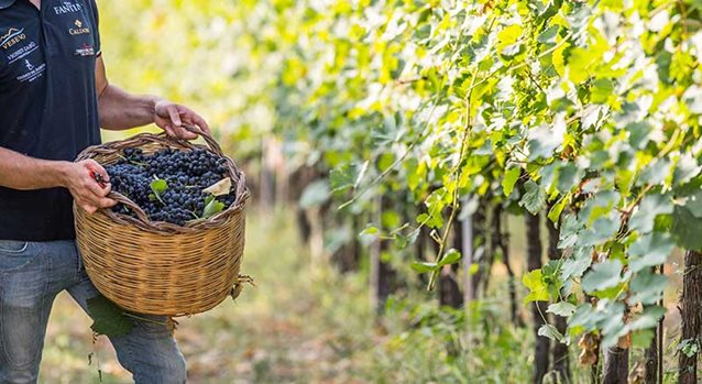 man holding a basket full of grapes in a vineyard