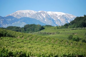 grass field with mountain view | Platinum Equity