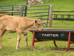 A young light-brown calf drinks from a Tarter-branded black and red livestock feeder in a grassy fenced pasture. | Platinum Equity