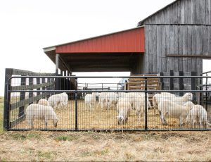 ChatGPT said: A group of white sheep grazes and wanders inside a fenced pen filled with straw, situated beside a weathered wooden barn with a red metal roof. | Platinum Equity