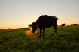 A low-angle shot of a black cow standing in a grassy field at sunrise. The cow is exhaling, and its breath is visible as a cloud of vapor in the cool morning air. The sun is just above the horizon, casting a warm, orange glow and creating a silhouette effect. Other cows are visible in the background on the rolling hills. | Platinum Equity