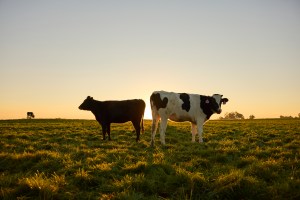 A black cow and a black-and-white cow are standing in a grassy field. The sun is setting behind them, casting a warm, golden glow across the landscape. The sky is a gradient of yellow, orange, and purple. The cows are the main focus of the image, with one facing left and the other facing the camera. | Platinum Equity