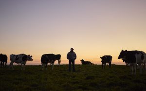 A man wearing a cap and a jacket is standing in the middle of a grassy field at dusk. Several cows, some black and white, are scattered around him. The sky behind them shows a gentle gradient of purple, orange, and yellow, creating a serene silhouette effect. The cows and the farmer are slightly shadowed by the fading light. | Platinum Equity