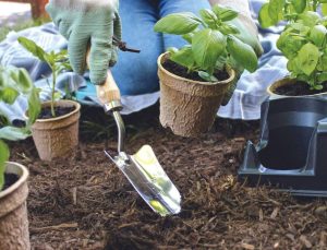 Green plants ready to be planted
