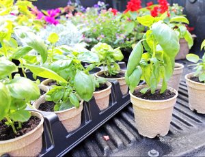 green plants ready to be planted