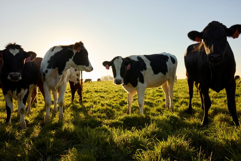 Cows standing in a grassy field at sunrise, with warm light creating silhouettes against the clear sky. | Platinum Equity